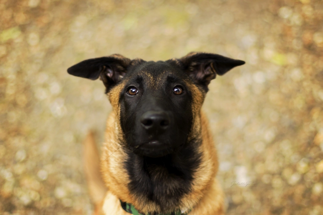 比利时马里努阿犬高清图片壁纸