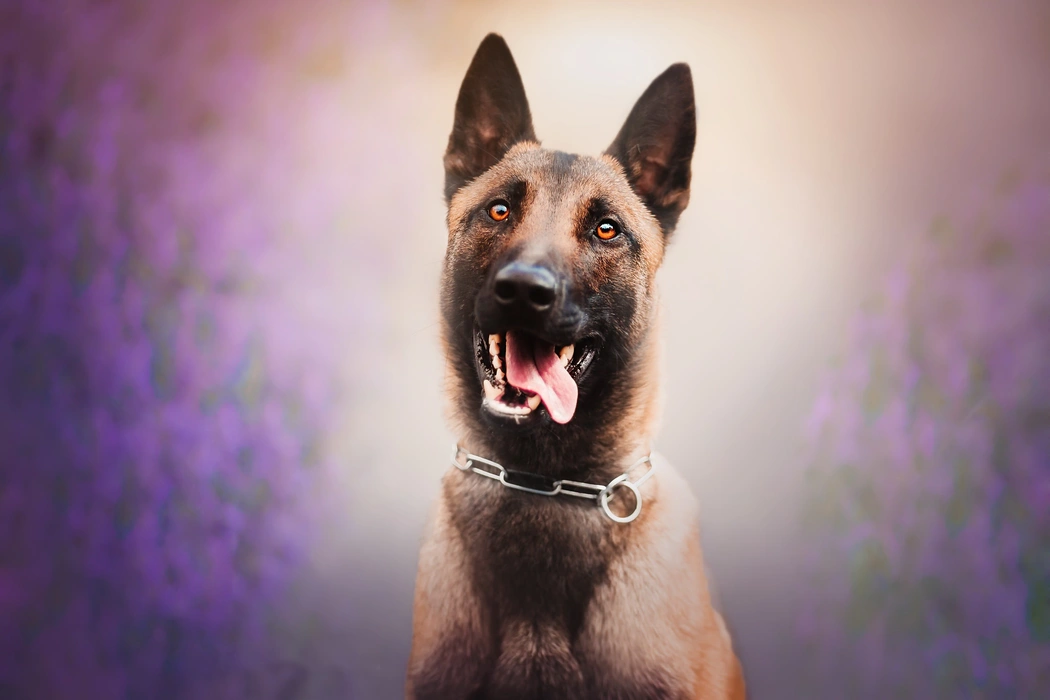 比利时马里努阿犬高清图片壁纸