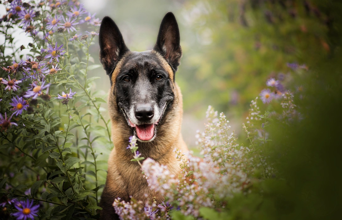 比利时马里努阿犬高清图片壁纸