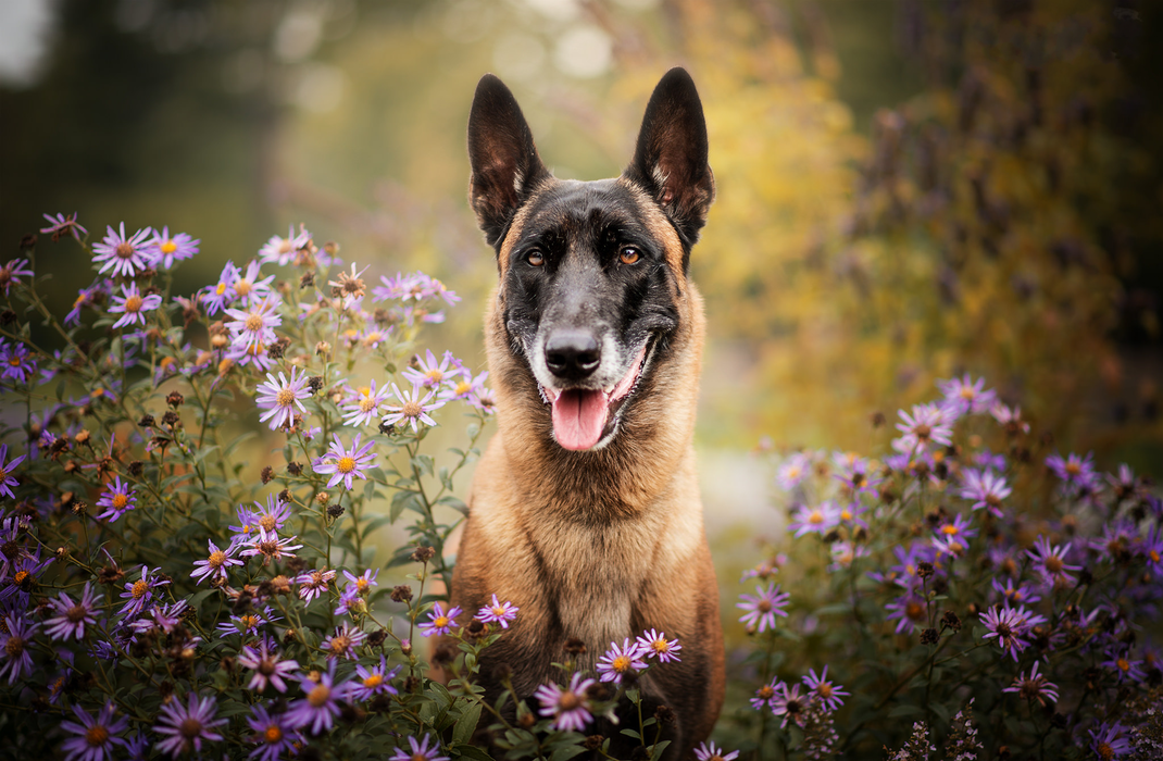 比利时马里努阿犬高清图片壁纸