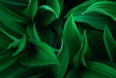 深色绿叶自然纹理图片桌面壁纸