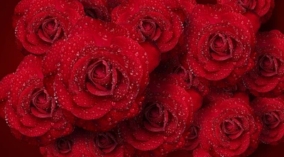 浪漫的水滴红玫瑰花图片壁纸