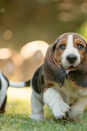 巴吉度猎犬（Basset Hound）图片壁纸