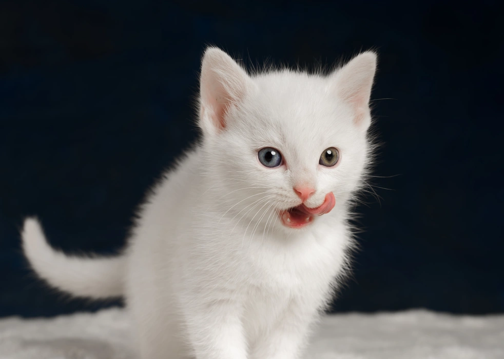  白色幼崽小猫咪图片桌面壁纸