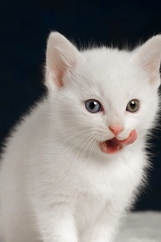 白色幼崽小猫咪图片桌面壁纸