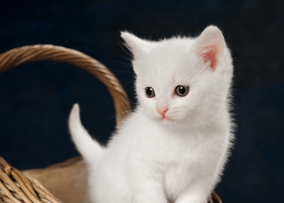  白色幼崽小猫咪图片桌面壁纸