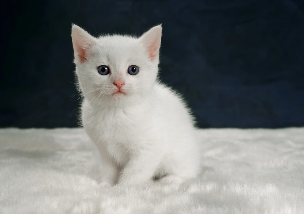  白色幼崽小猫咪图片桌面壁纸