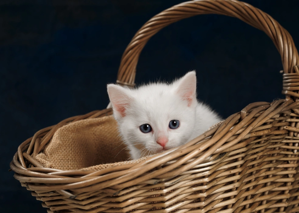  白色幼崽小猫咪图片桌面壁纸