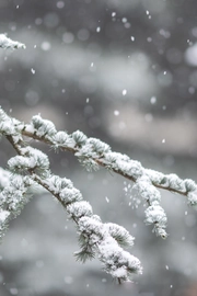 浪漫飘雪冬季旅游风景桌面高清