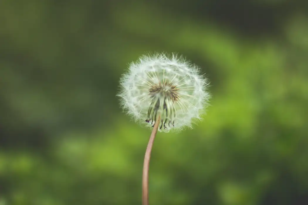 唯美森系蒲公英小清新图片壁纸