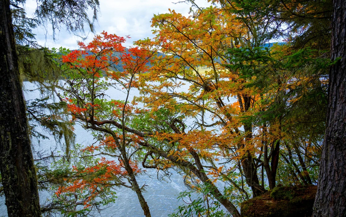 香格里拉普达措旅游风景桌面