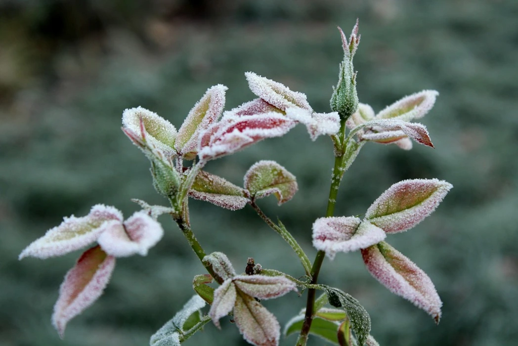 雪中绽放的花朵植物壁纸高清