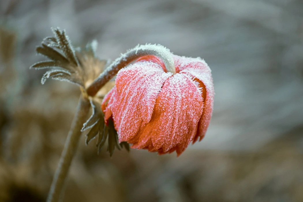 雪中绽放的花朵植物壁纸高清