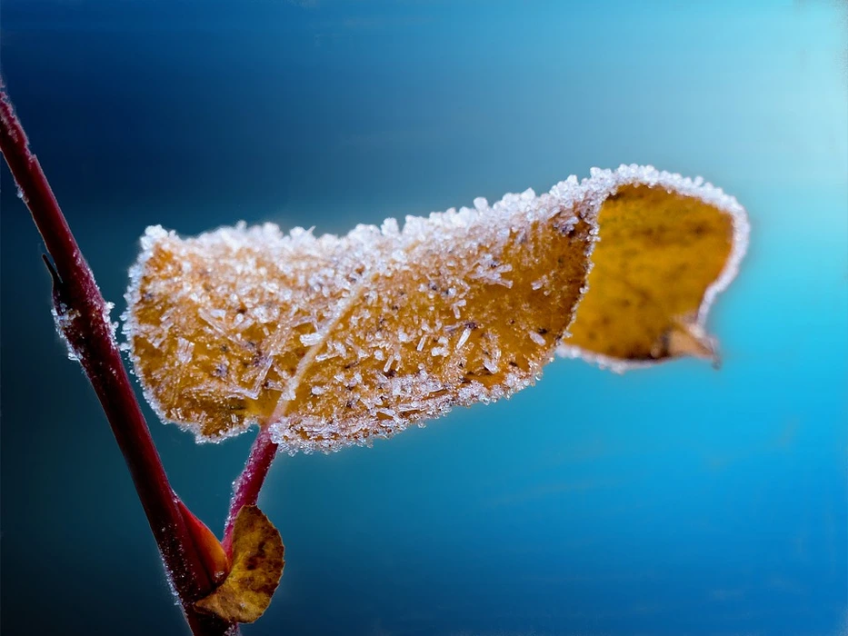 雪中绽放的花朵植物壁纸高清