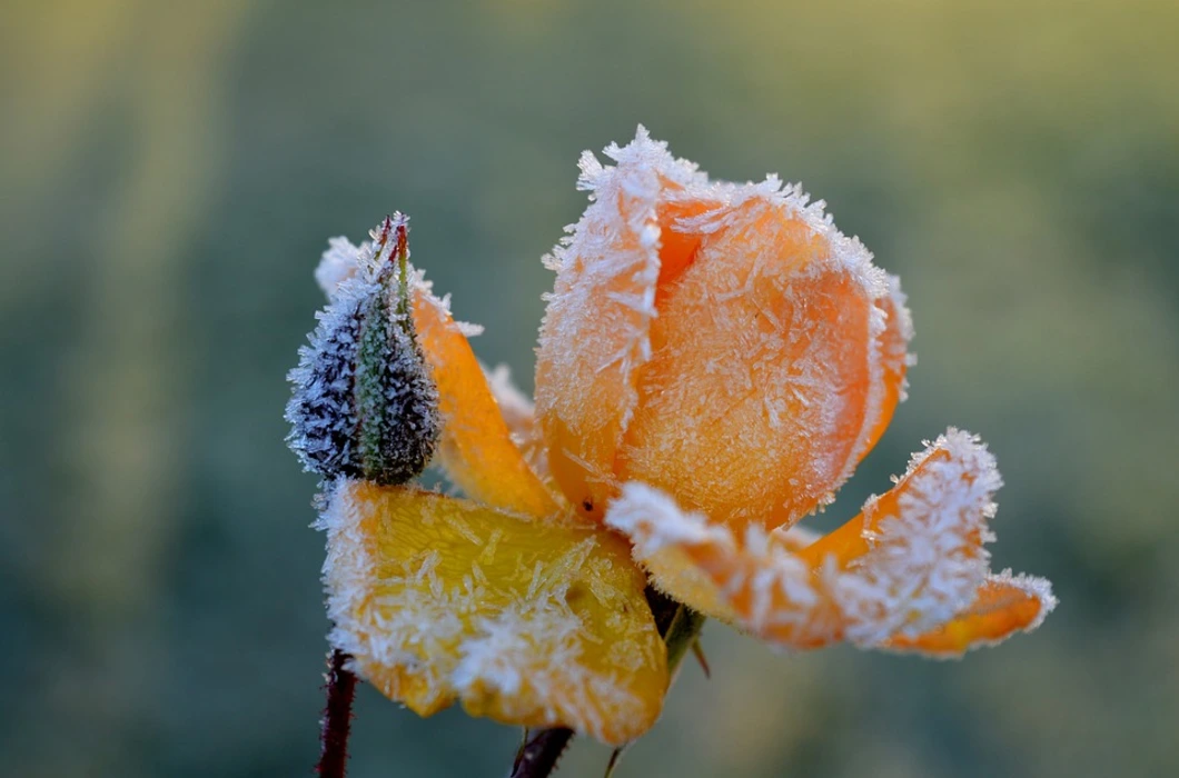 雪中绽放的花朵植物壁纸高清