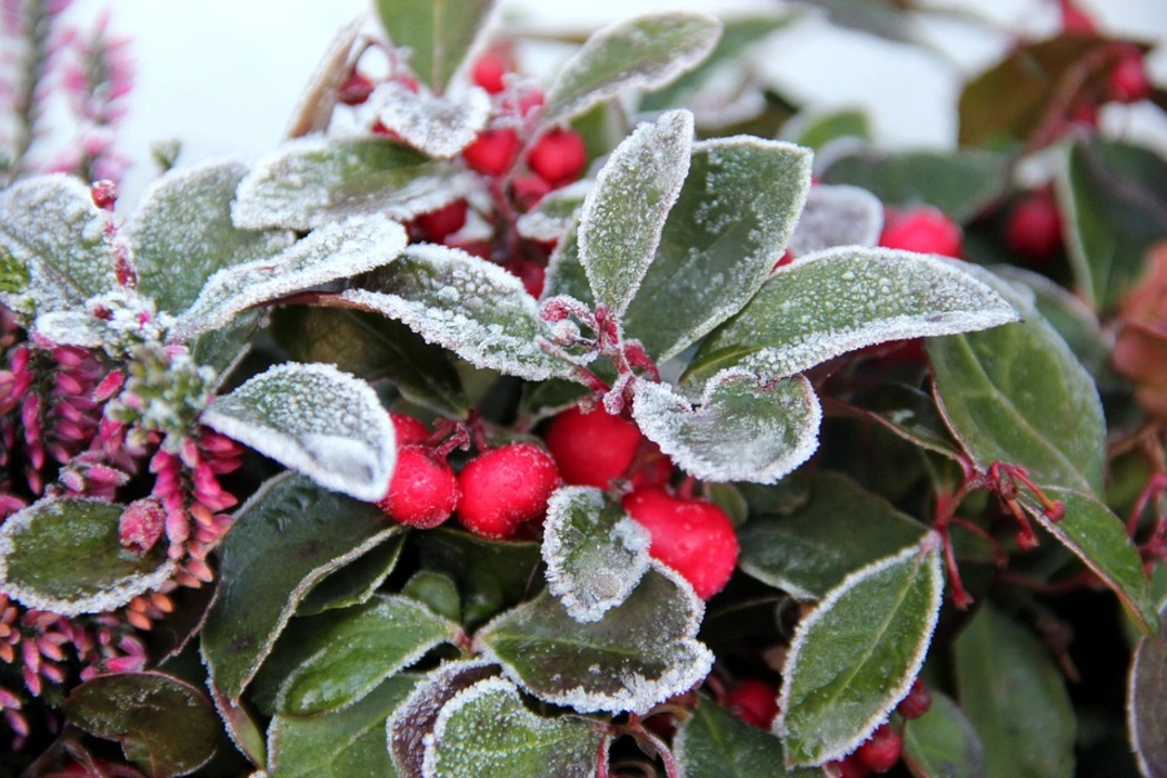雪中绽放的花朵植物壁纸高清