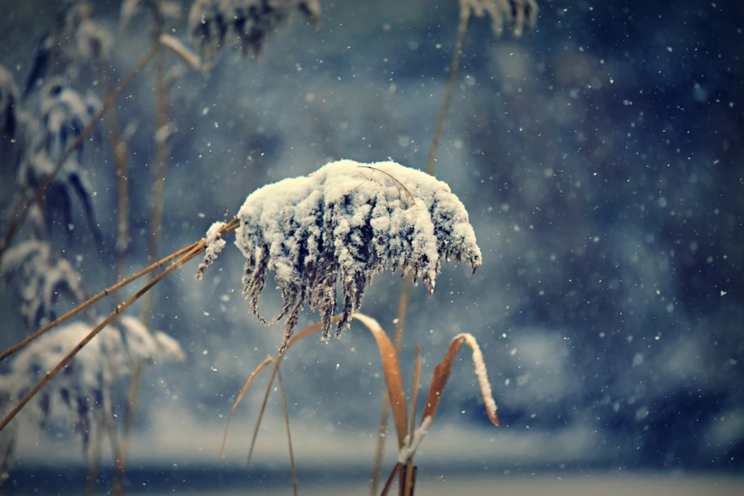 雪中绽放的花朵植物壁纸高清