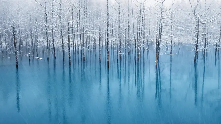 树木雪山湖泊倒影静谧风景壁纸