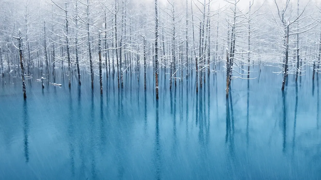 树木雪山湖泊倒影静谧风景壁纸