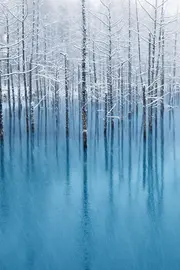 树木雪山湖泊倒影静谧风景壁纸