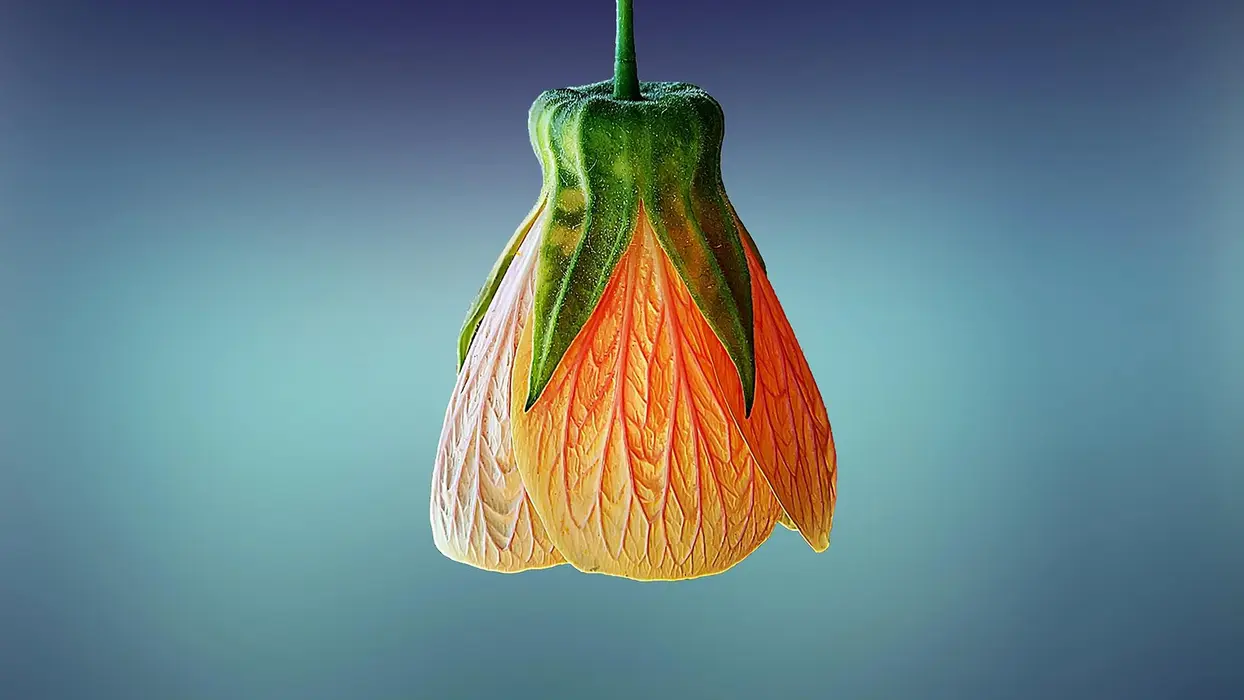 清新自然的黄色花朵图片壁纸