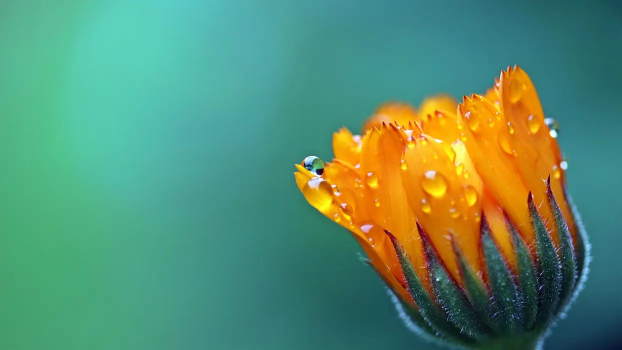 清新自然的黄色花朵图片壁纸