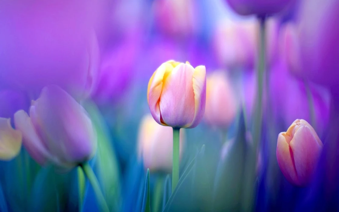 唯美粉色郁金香花海图片壁纸