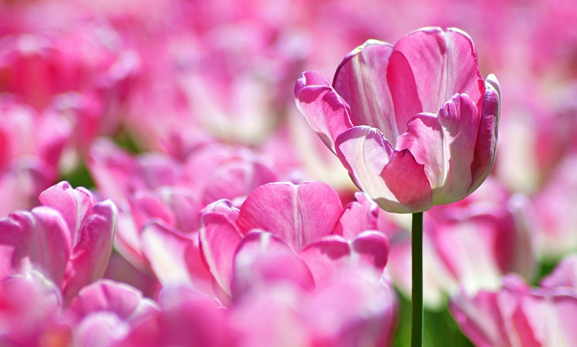 唯美粉色郁金香花海图片壁纸