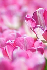 唯美粉色郁金香花海图片壁纸