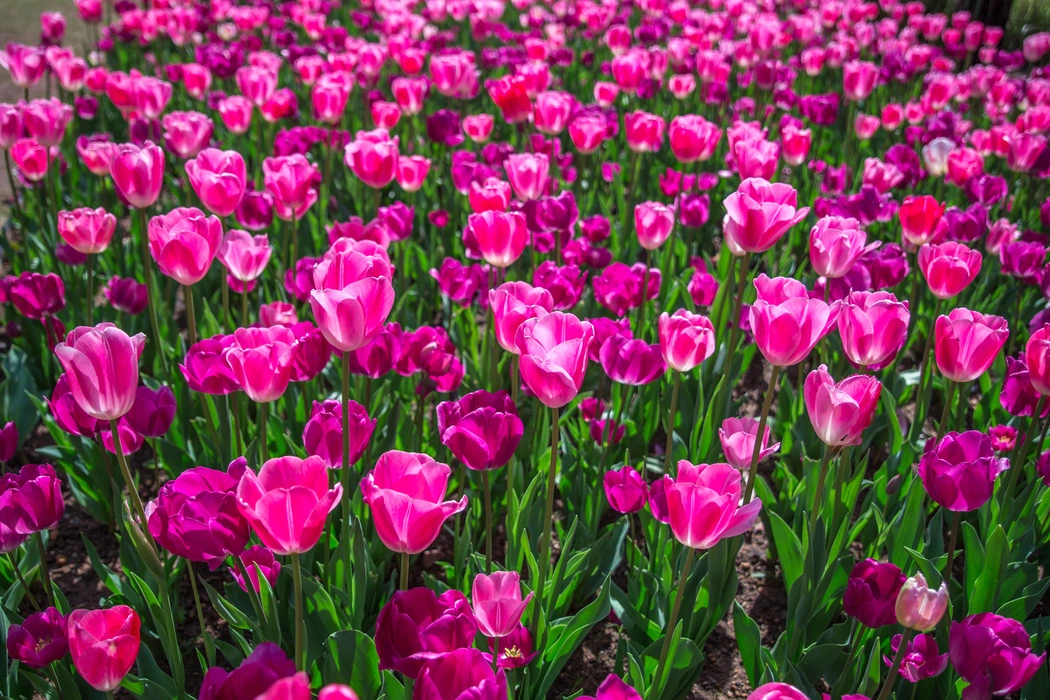 唯美粉色郁金香花海图片壁纸