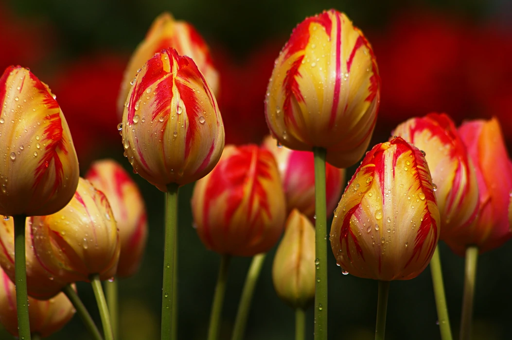 唯美粉色郁金香花海图片壁纸