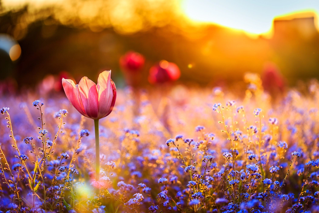 唯美粉色郁金香花海图片壁纸