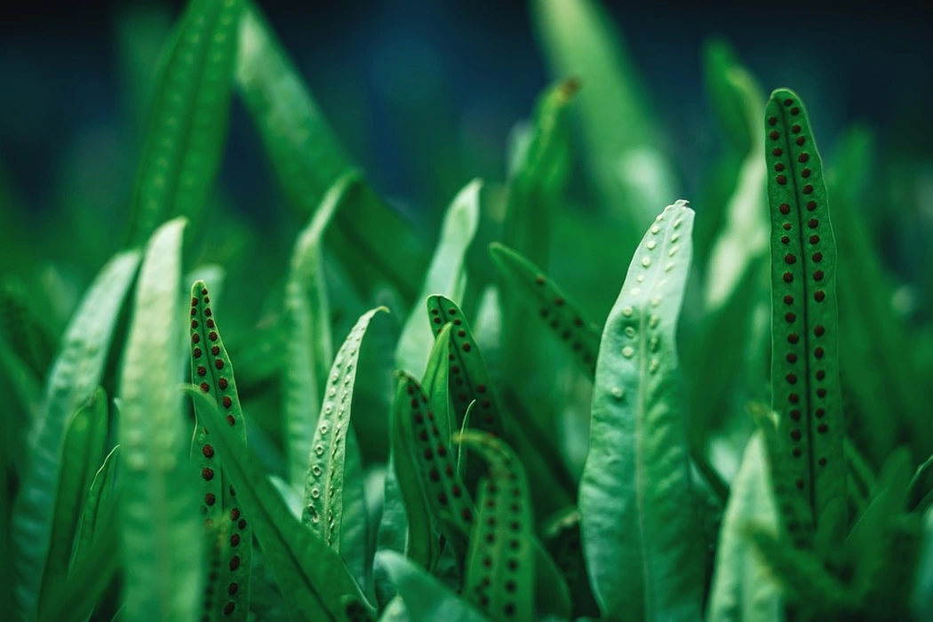 清新护眼森林绿色蕨类植物壁纸