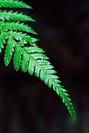 清新护眼森林绿色蕨类植物壁纸