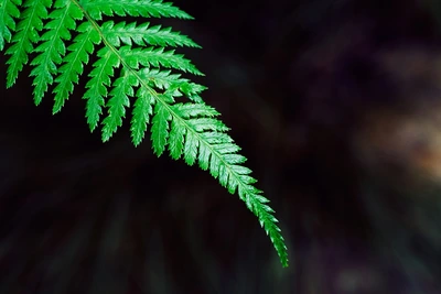 清新护眼森林绿色蕨类植物壁纸