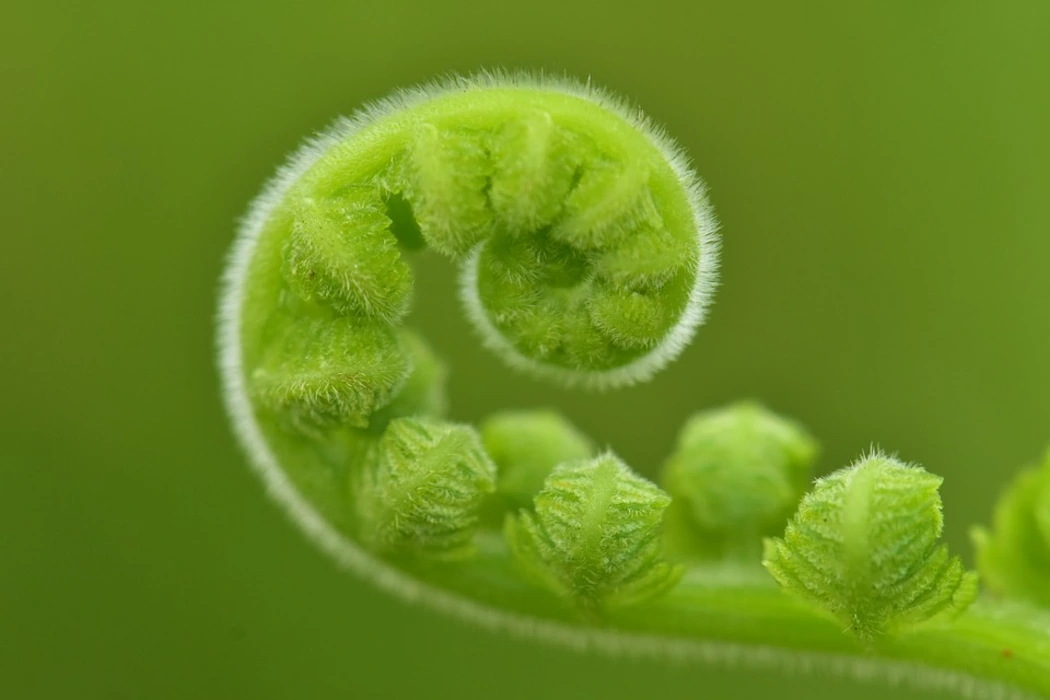 清新护眼森林绿色蕨类植物壁纸