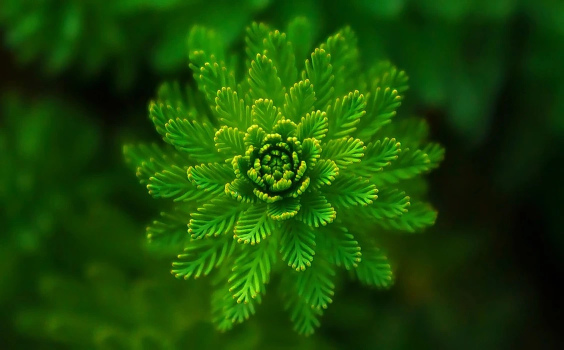 清新护眼森林绿色蕨类植物壁纸