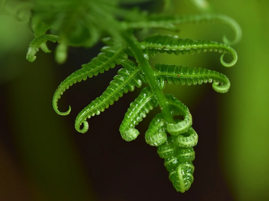 清新护眼森林绿色蕨类植物壁纸