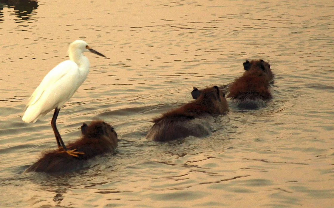 水豚（Capybara）图片桌面壁纸
