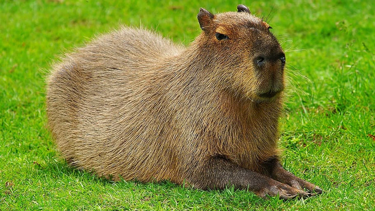 水豚（Capybara）图片桌面壁纸