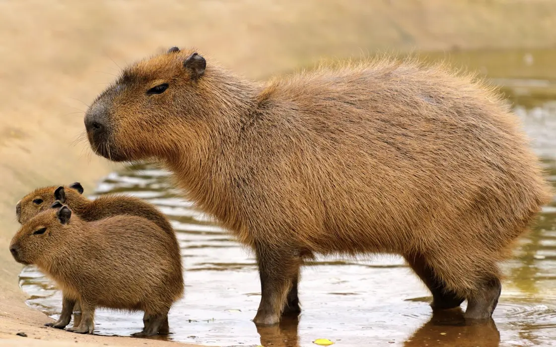 水豚（Capybara）图片桌面壁纸
