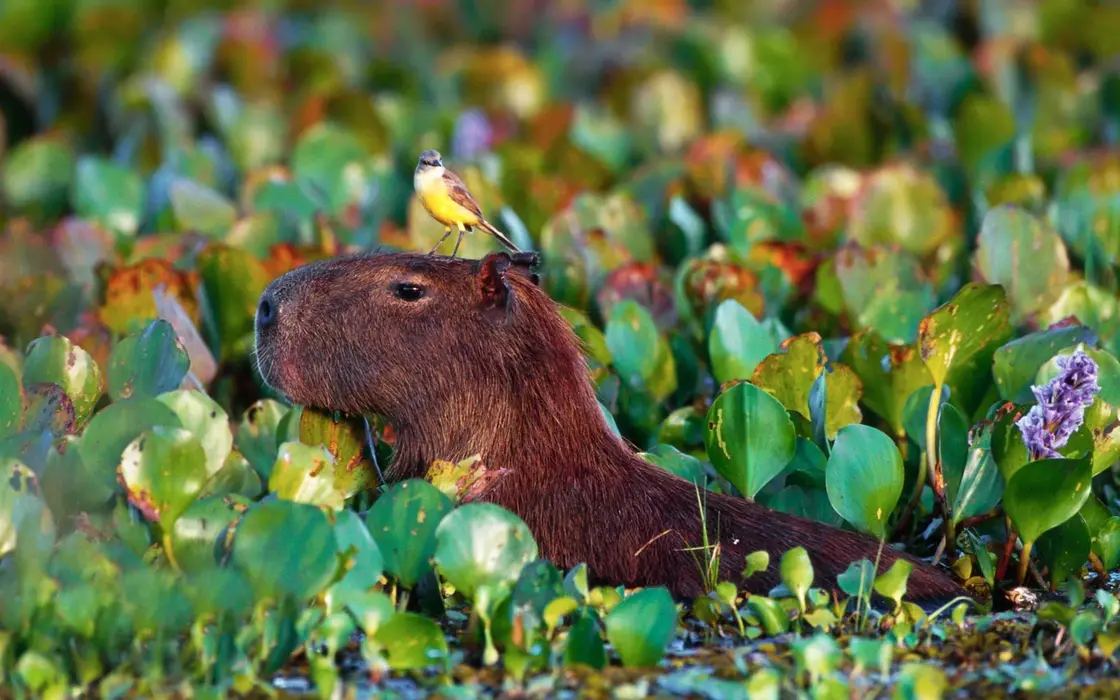 水豚（Capybara）图片桌面壁纸