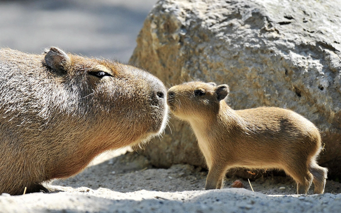 水豚（Capybara）图片桌面壁纸