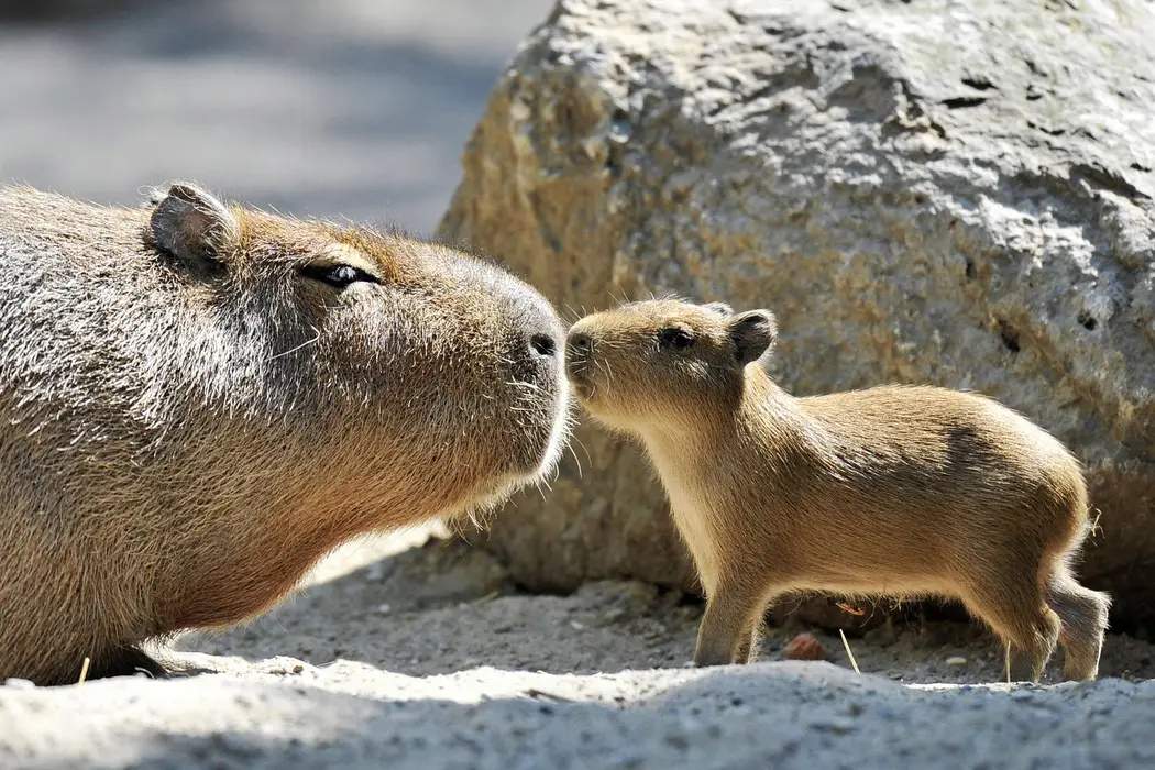 水豚（Capybara）图片桌面壁纸