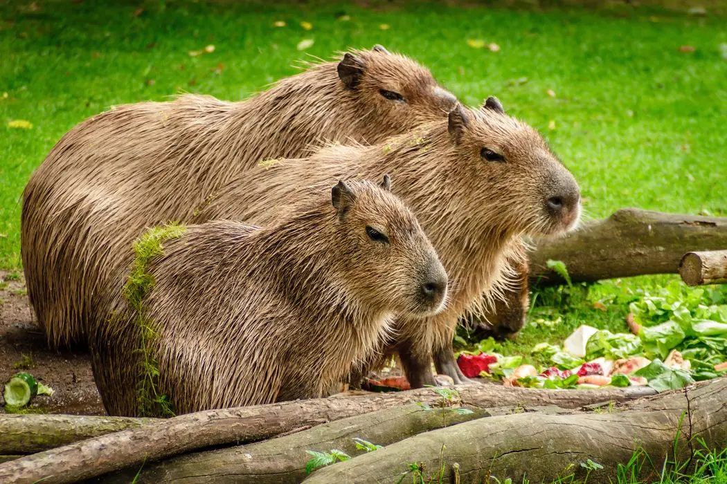 水豚（Capybara）图片桌面壁纸